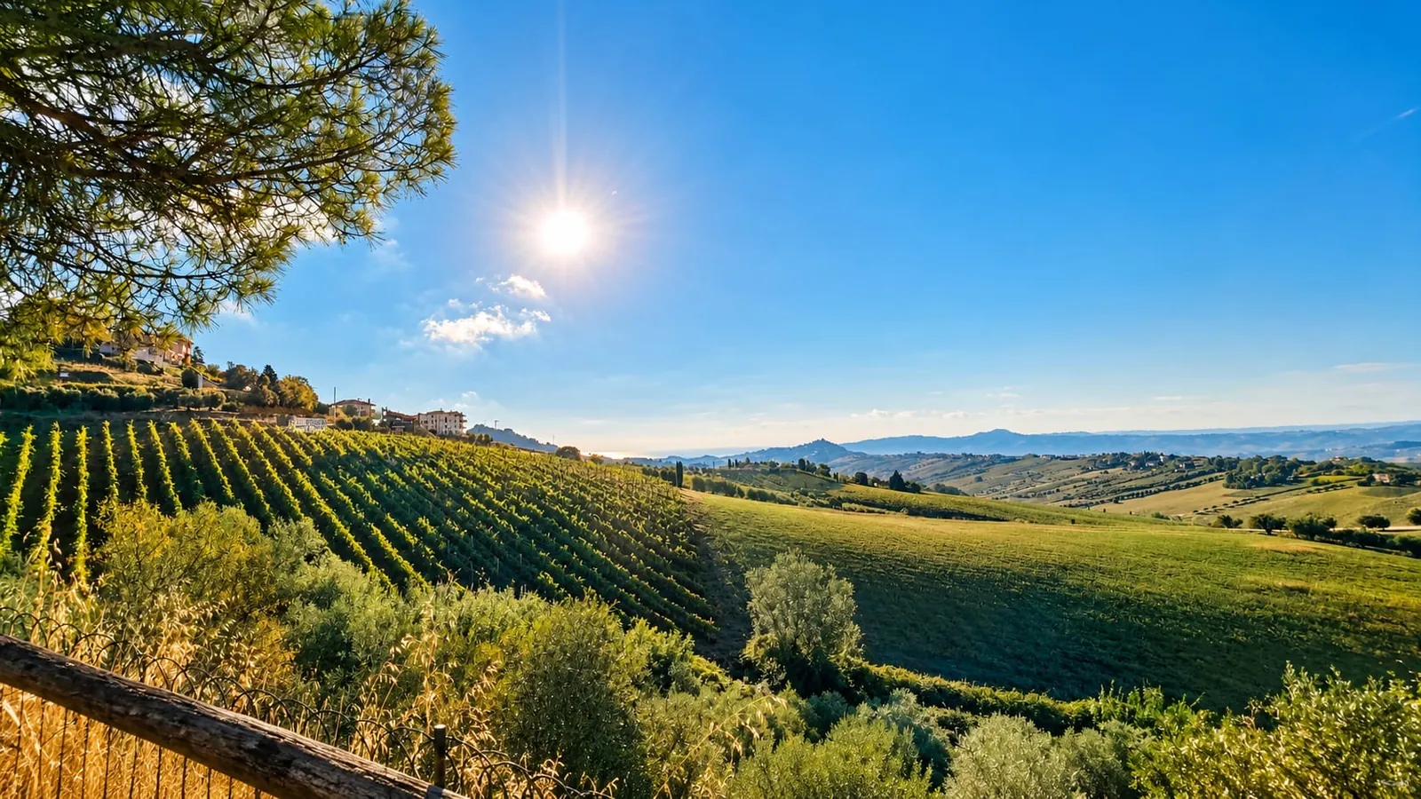 I filari delle vigne sulle colline, con un borgo in lontananza e il sole alto nel cielo